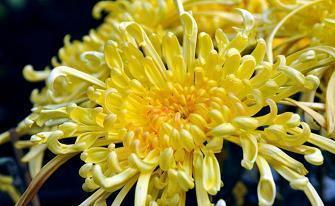 “天才”补花盆