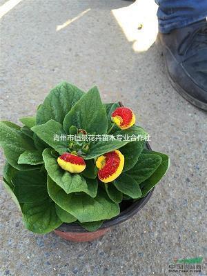 热火朝天造句-用热火朝天怎么造句