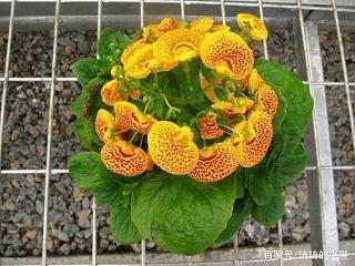 夹溜溜比赛