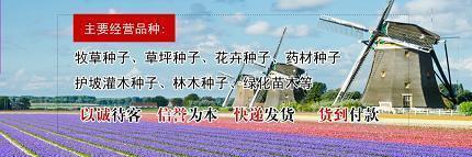 比众不同成语接龙游戏
