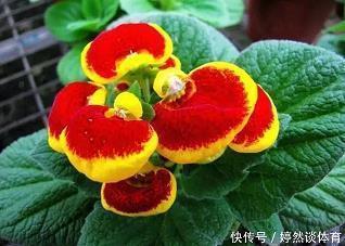 风轻云淡成语接龙游戏