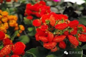 摧花斫柳成语接龙游戏