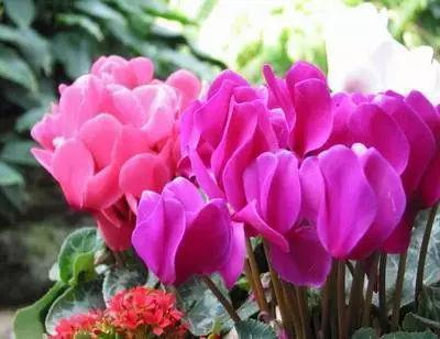 我校有棵桂花树