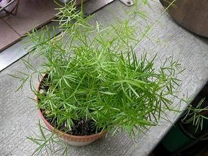 胯下蒲伏成语接龙游戏