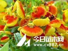 勇攀人生的高峰