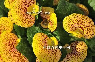 小动物的秋天