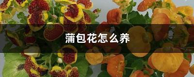 华星秋月成语接龙游戏