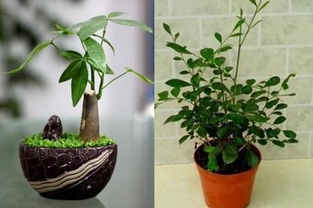 小草