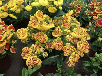 冰凌花