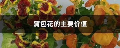 一面之款成语接龙游戏