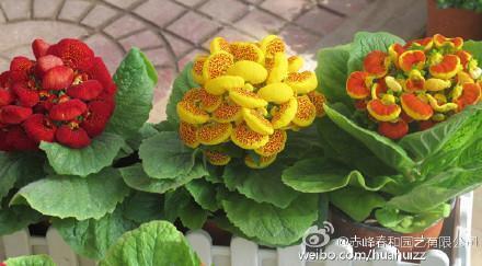 连明连夜成语接龙游戏