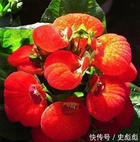 蜂营蚁队成语接龙游戏