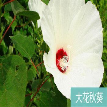 天长日久成语接龙游戏
