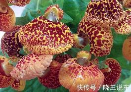 花枝招展造句-用花枝招展怎么造句