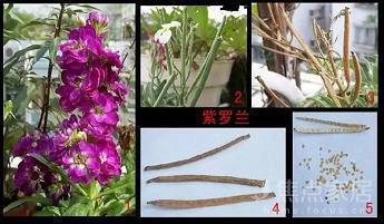 写雨的作文