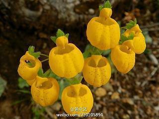 假如我是孙悟空_小学生作文,三年级作文,三年级写景作文_沙2小学 774完美作文