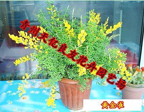 如果我是一片雪花