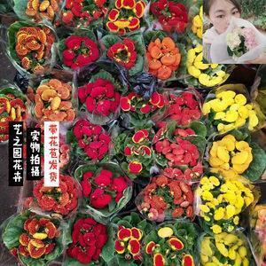 熙熙壤壤成语接龙游戏