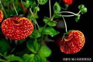 字正腔圆成语接龙游戏