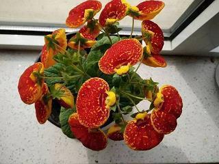 苏小妹洞房试郎才打一成语