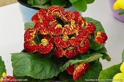 又见那花儿