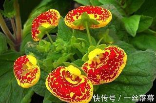 地丑力敌成语接龙游戏