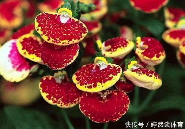 通儒硕学成语接龙游戏