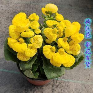 所剩无几造句-用所剩无几怎么造句