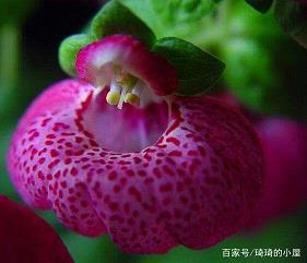 弸中彪外成语接龙游戏