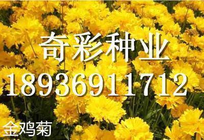烂如指掌成语接龙游戏