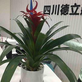 做小服低成语接龙游戏