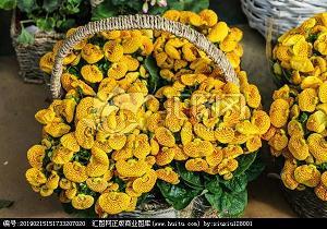 “ 凤凰”飞上了蓝天_初中生作文,初一作文,初一叙事作文_牛志华完美作文