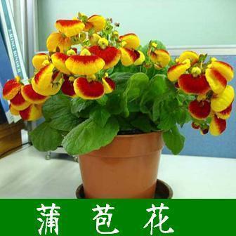 花香鸟语成语接龙游戏