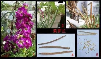 判然不同成语接龙游戏