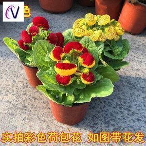 名副其实造句-用名副其实怎么造句