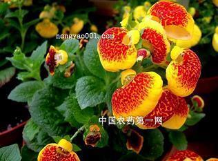 寻找春天