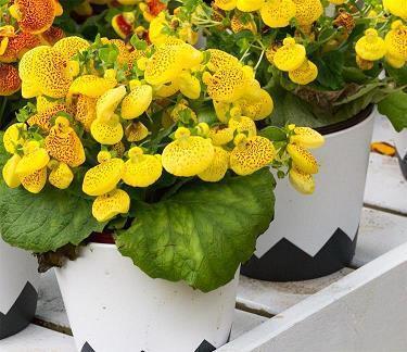 须弥芥子成语接龙游戏