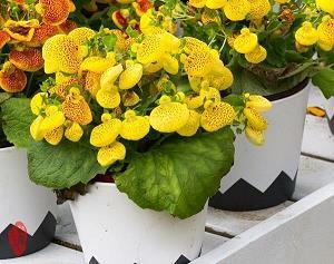 颤颤巍巍成语接龙游戏