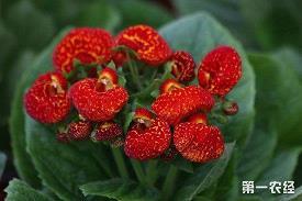 墨丈寻常成语接龙游戏