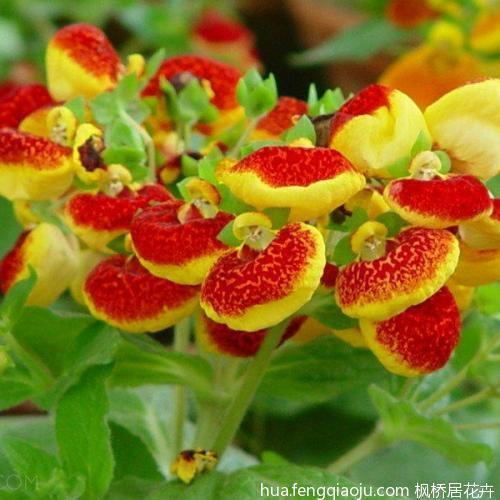 后进领袖成语接龙游戏