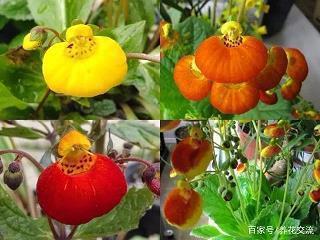 辁才小慧成语接龙游戏
