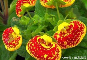 乘舆播迁成语接龙游戏