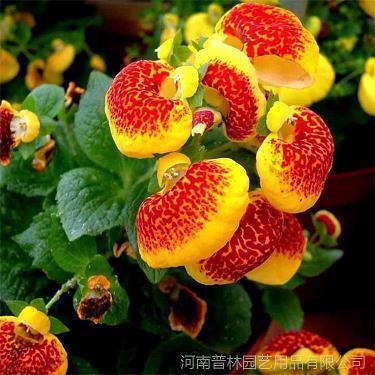 脑满肠肥造句-用脑满肠肥怎么造句