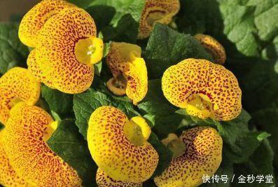 勃勃生机成语接龙游戏
