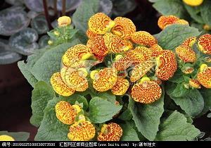 新昏宴尔成语接龙游戏