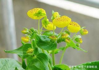 箕山挂瓢成语接龙游戏