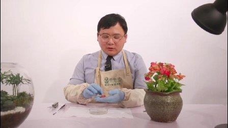 瓜剖豆分成语接龙游戏
