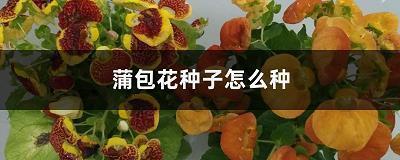 没头没脑造句-用没头没脑怎么造句