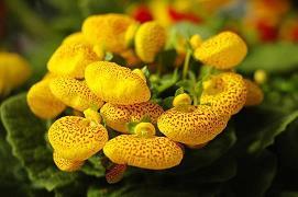 异木奇花成语接龙游戏