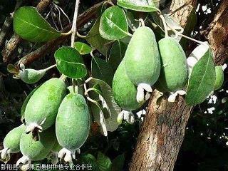 和而不唱成语接龙游戏